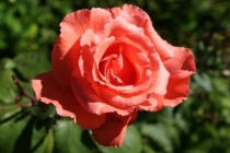SONY DSC